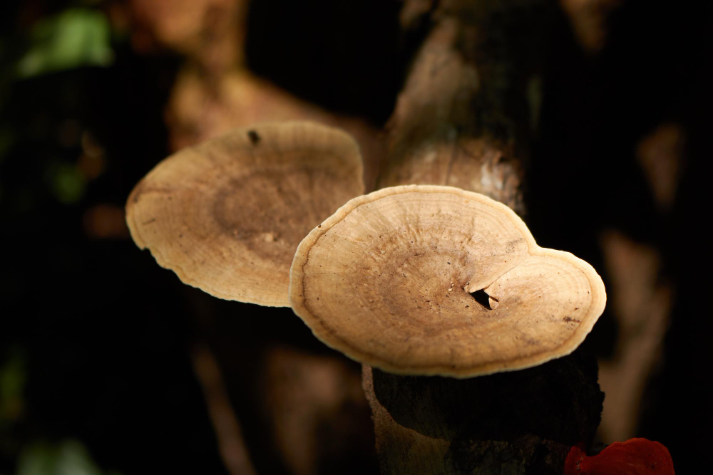 Goba Reishi Neželeni učinki